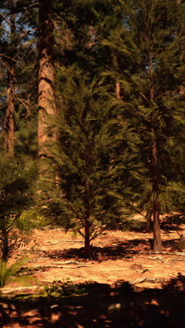 tranquil pine forest