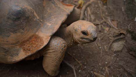 Video-of-incredible-Tortoise-from-island-Ile-Moyenne-by-the-Mahe-island-in-Seychelles