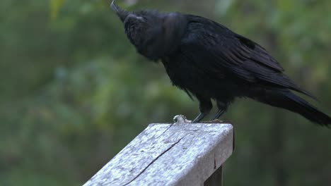 raven sets fish eyeball on wood railing before grabbing in beak to eat