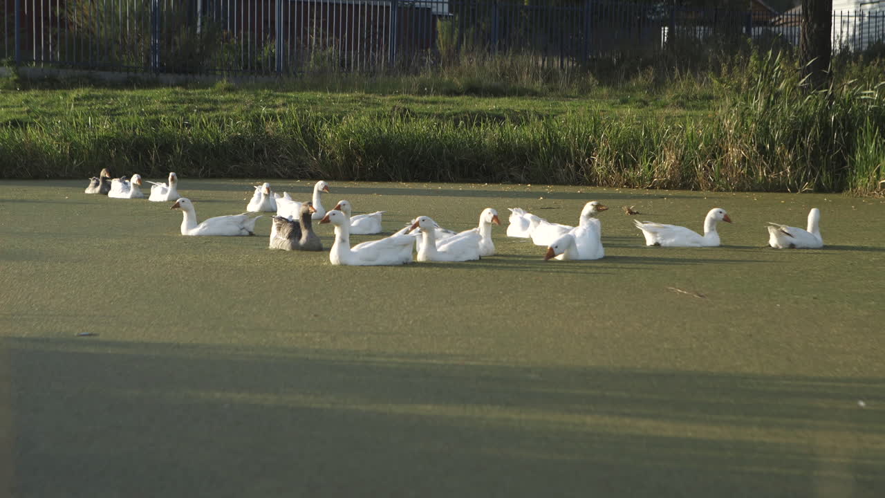 Geese Swimming in a Pond with Algae