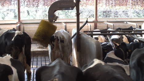 cows on farm, agriculture industry