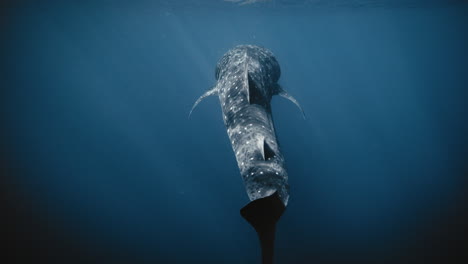 view behind whale shark as it swims off into depths of ocean in slow motion