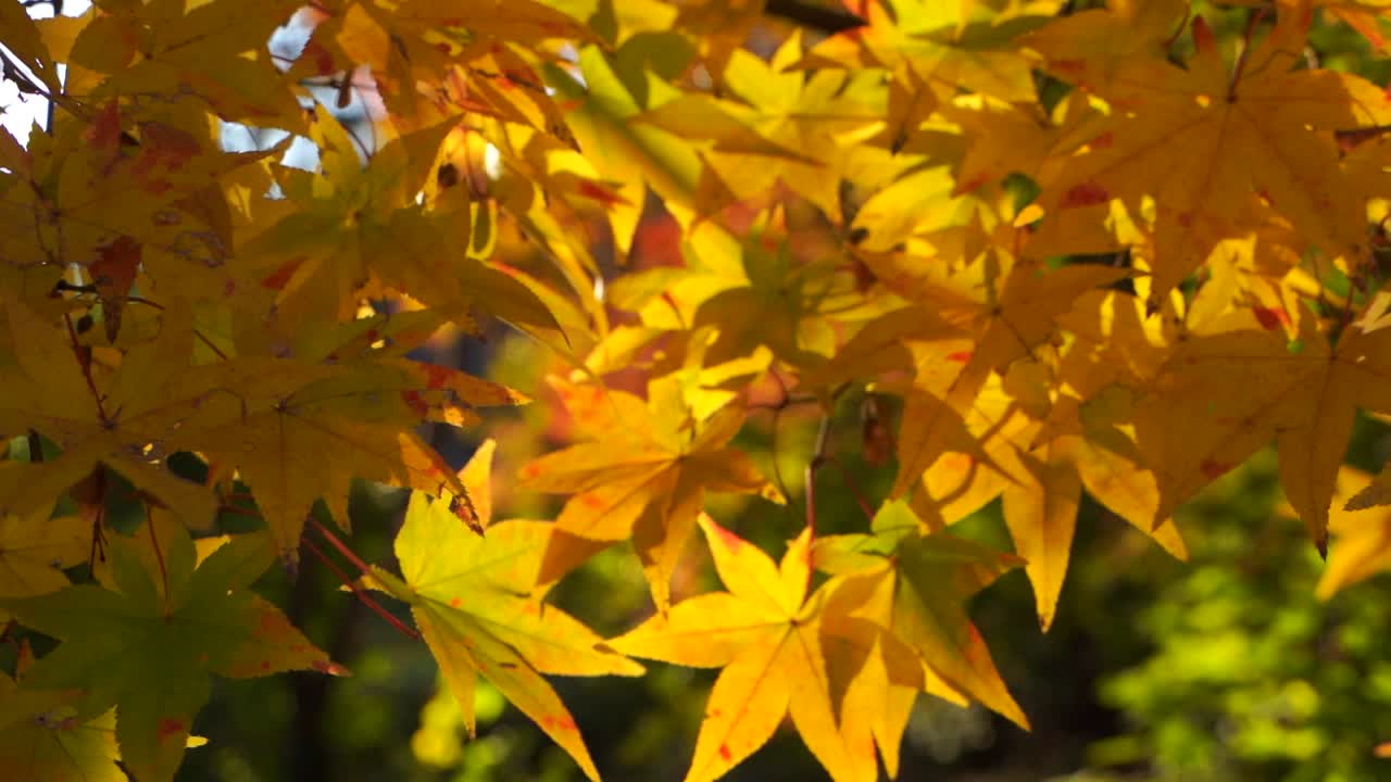 Yellow maple leaf trees, close up slow motion