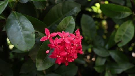 a vibrant red flower amidst lush green leaves.