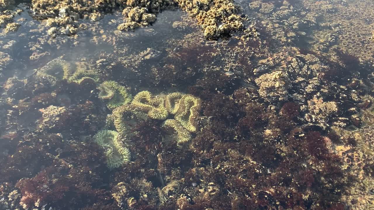 la anémona de mar verde y las criaturas marinas en las piscinas de marea aparecen durante la marea baja en la costa de oregon