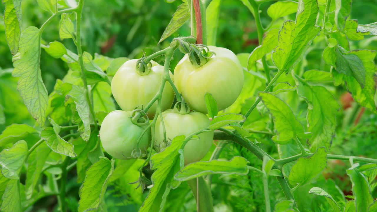 Close up of green and red tomatoes on the vine.  Camera slowly  tilts down and focuses on red tomatoes.