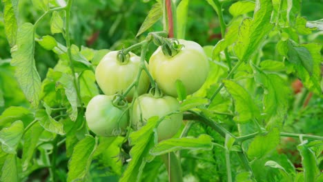 close up of green and red tomatoes on the vine.  camera slowly  tilts down and focuses on red tomatoes.