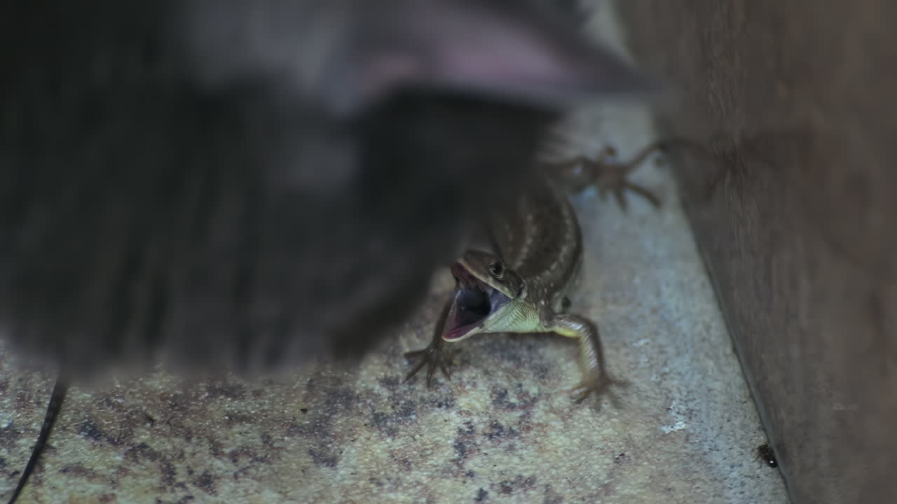Lizard opening its mouth in defense while standing on a rug near a cat