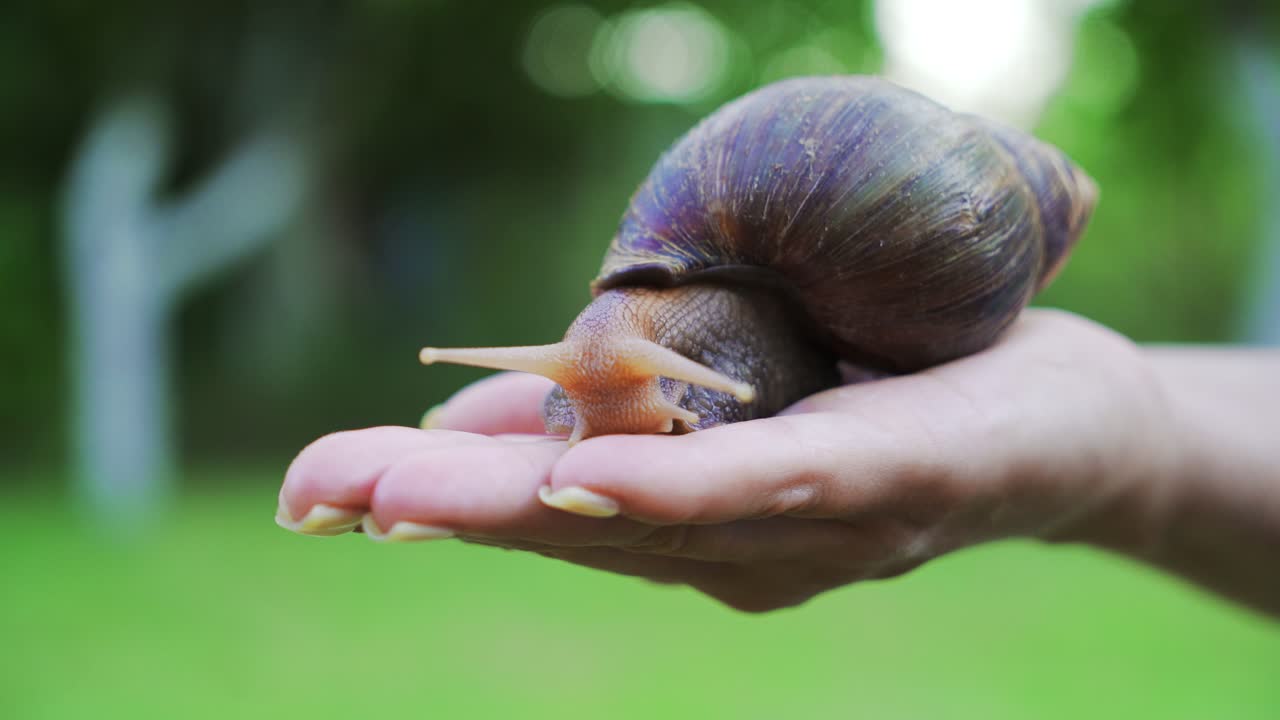 Large snail on the palm. African snail Achatina is the largest land mollusk