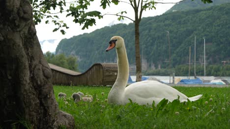 a large white swan guards its cygnets in lush green grass near switzerland's walensee, a tender scene symbolizing new life and alpine tranquility