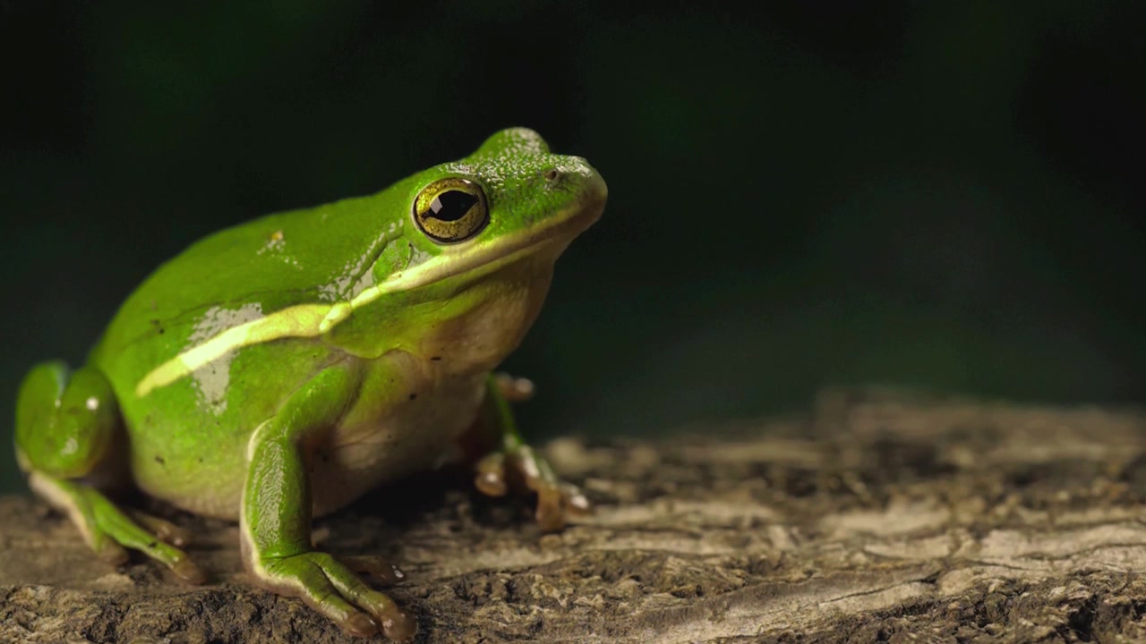 Nærbilde 4K naturopptak av en grønn frosk eller padde som puster på trebark mot en mørk naturlig bakgrunn, ideelt for natur-, amfibie-, regnskog- og dyretemaer