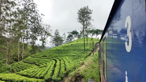 view of lush tea terraces in sri lanka from a moving train. experience the serene landscape, capturing the essence of nature and travel adventure. slow motion