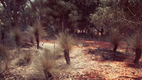 australian outback landscape with grass trees