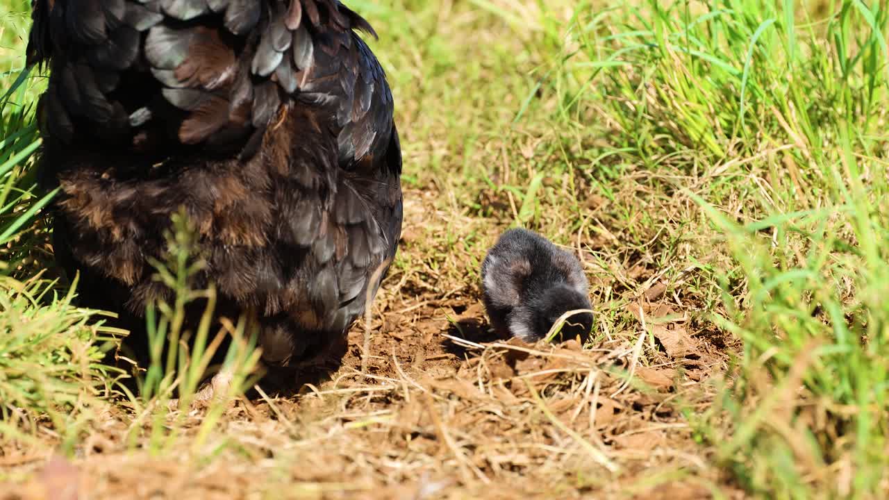 A hen and her chick explore a grassy area under bright sunlight, showcasing natural behavior in a farm setting