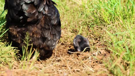 a hen and her chick explore a grassy area under bright sunlight, showcasing natural behavior in a farm setting