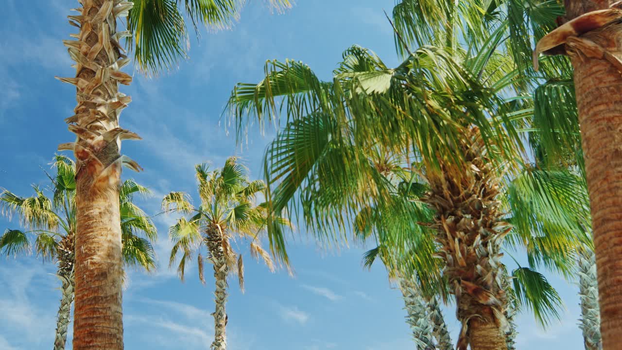 하늘을 배경으로 열대 야자수