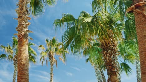 tropical palm trees against the sky