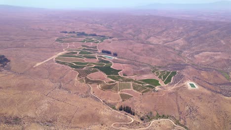 High-aerial-establishing-shot-of-fields-of-vineyards-growing-within-Fray-Jorge,-Limari-valley,-Chile