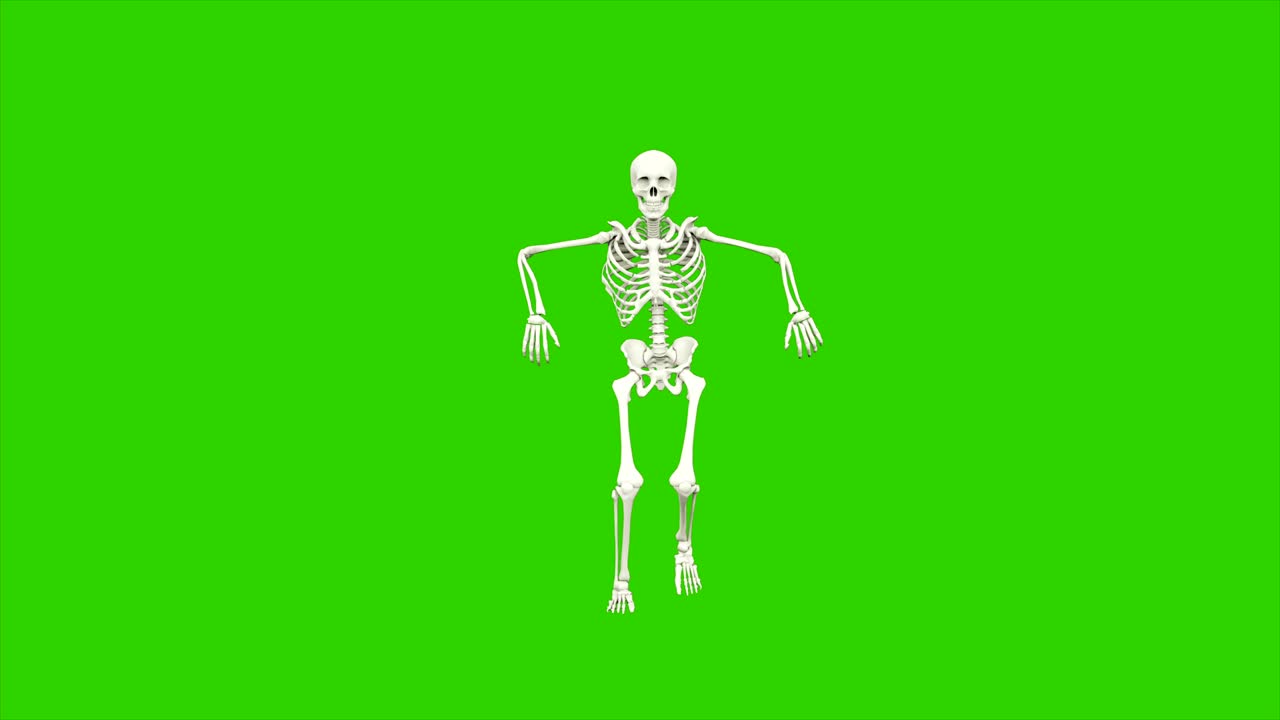 danza dello scheletro. animazione a loop senza soluzione di continuità sullo schermo verde.