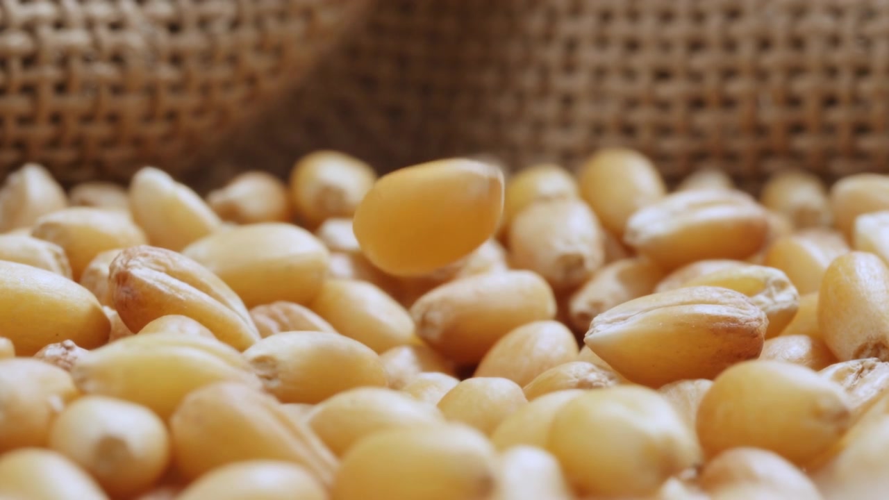 Tilting single yellow corn kernel rising from dense pile on burlap, neighbor kernel nudging