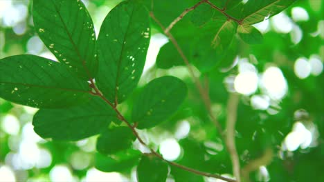 Cinematic-shot-of-green-leaves-moving-in-the-wind-on-a-bright-and-sunny-day