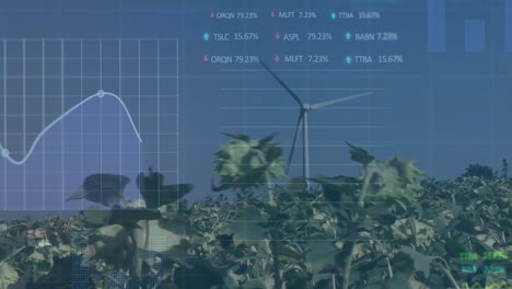 Financial-data-animation-over-wind-turbines-and-sunflowers-in-field