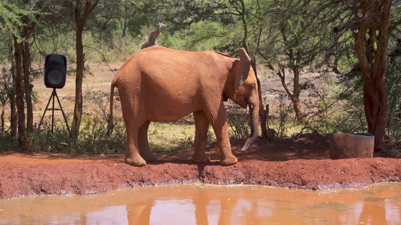 juvenile elephant walking around watering hole at Kenya elephant orphanage with giraffe in background
