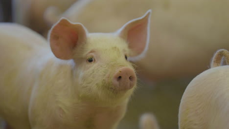 cute young pig curiously watching