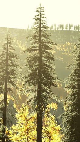 tall pine trees in a forest with sunlight shining through the branches