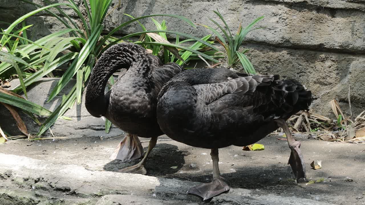Two Black Swans Preening