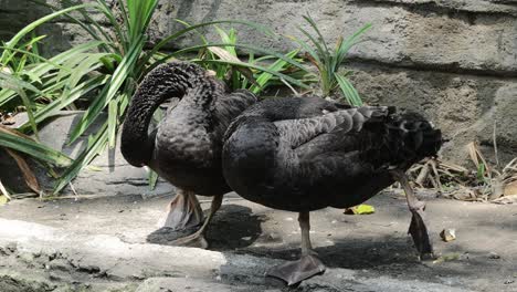 two black swans preening