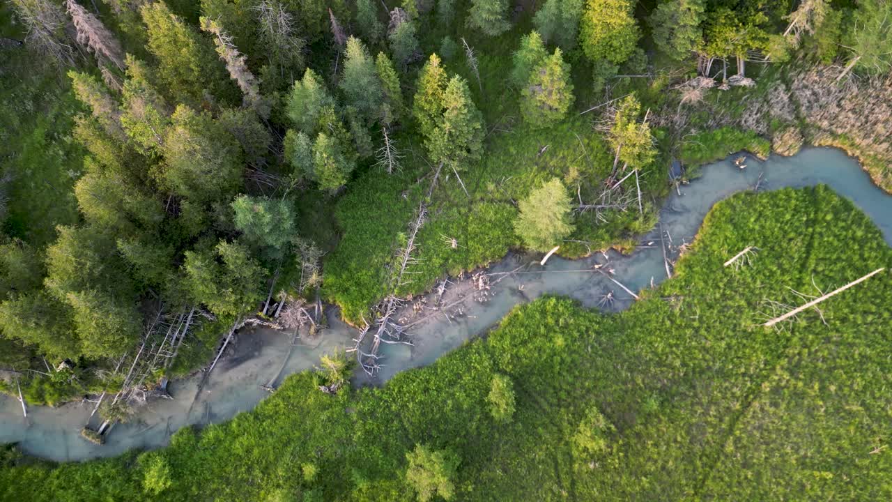 Panoramowanie z lotu ptaka podczas opadania: mały strumień, sosny i tereny trawiaste, Michigan