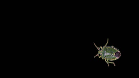 green stink bug, black background, chroma key