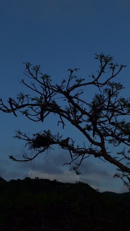 birds in a tree at dusk