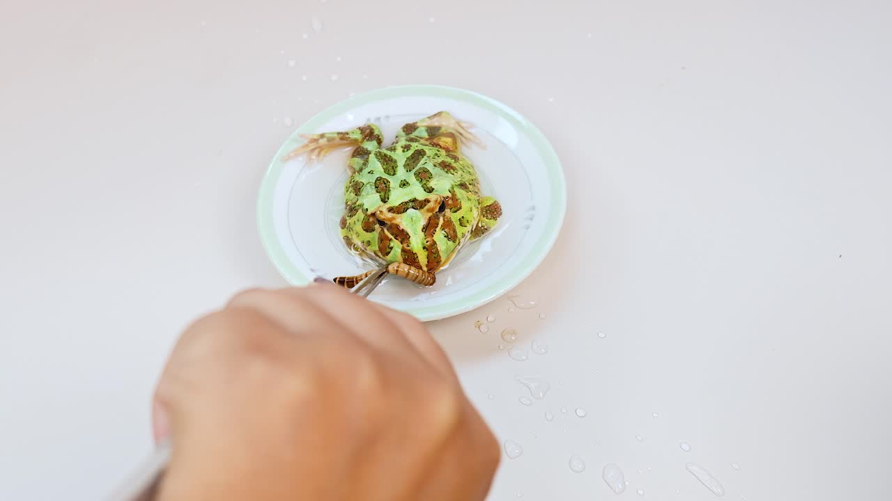 A hand feeds a horned frog on a white plate in a bright setting