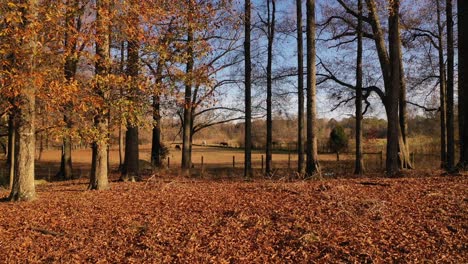 Approaching-a-field-of-horses-on-a-winter-day-in-South-Georgia