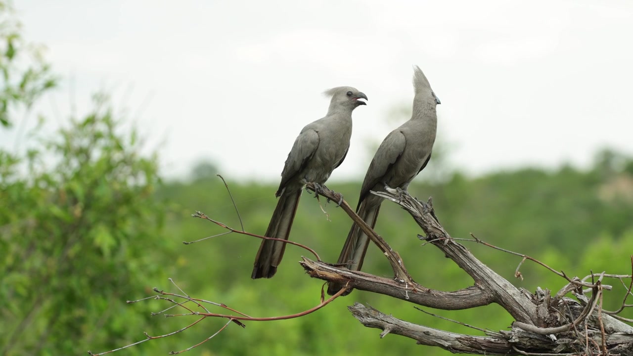 Totalbillede af to grå go-away-fugle, der sidder på en død gren, før den ene flyver væk, Kruger Nationalpark.