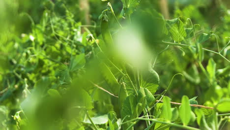 Viñas-De-Guisantes-Jóvenes-Crecen-En-Un-Jardín-Soleado,-Primer-Plano-Deslizante