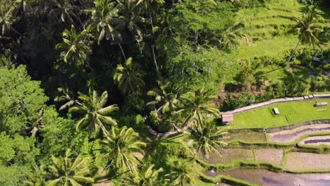 bird's eye view of gunung kawi temple at bali, indonesia beautiful agricultural rice field