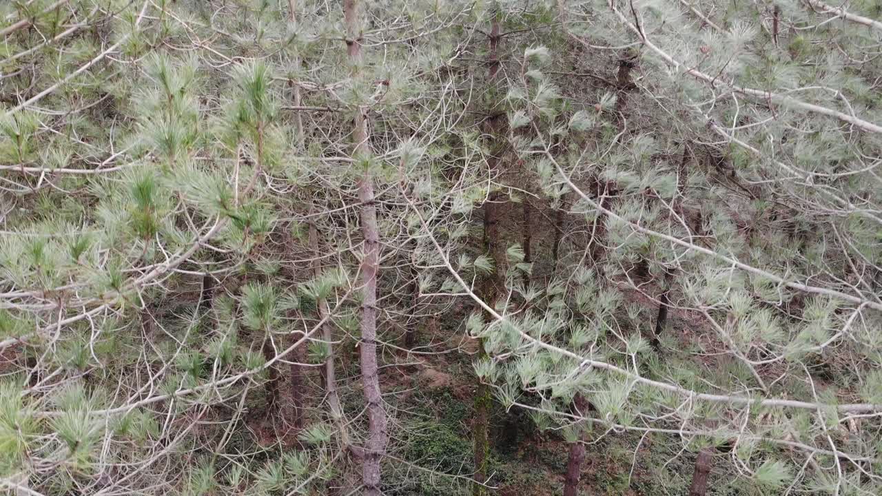 aérea descendiendo entre los árboles en el bosque de woodbury en devon