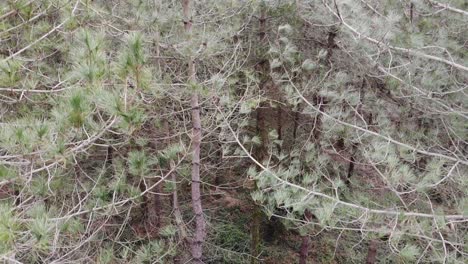 aerial descending down in between trees at woodbury forest in devon