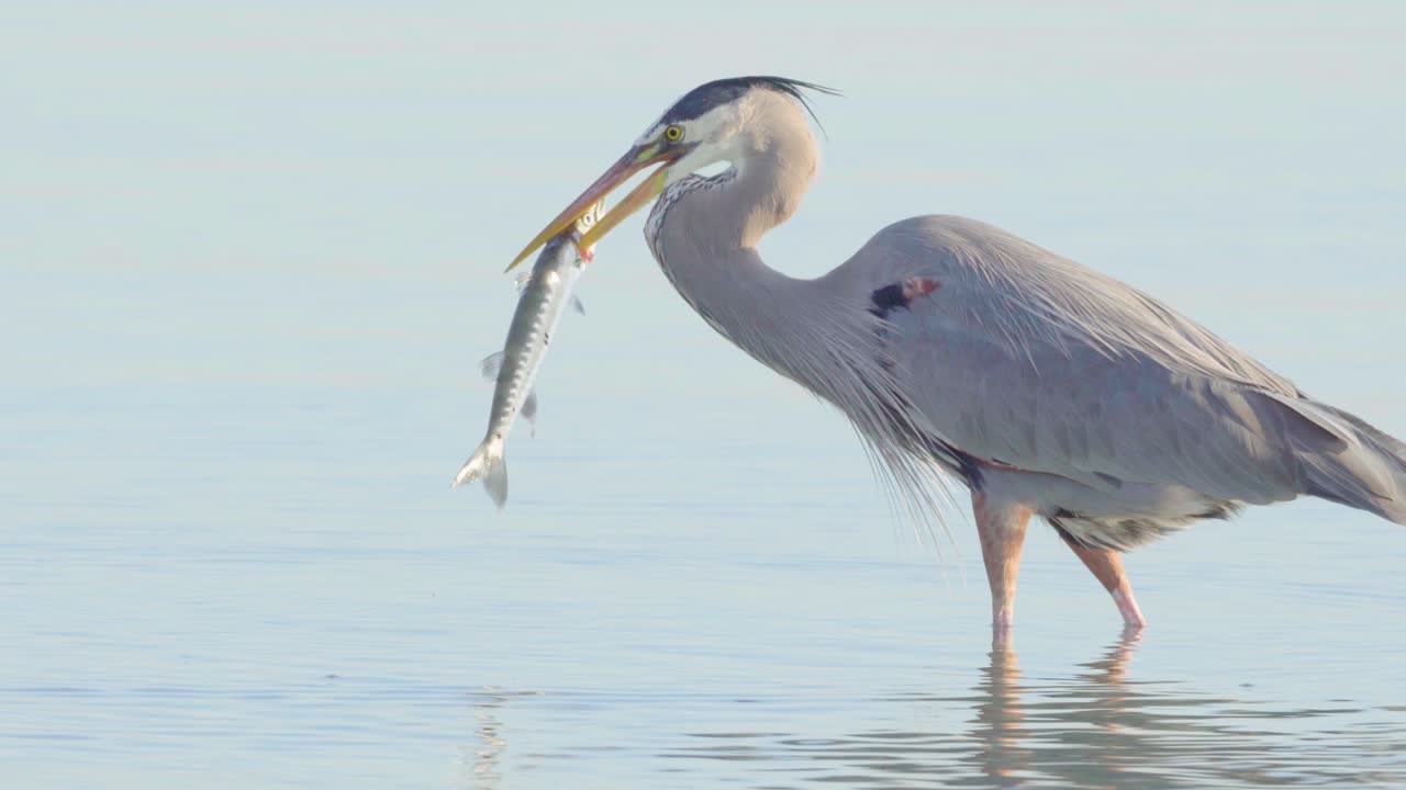 большая голубая цапля охотится и ловит баракуду на побережье южной флориды.
