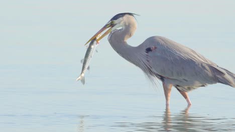 gran pájaro garza azul cazando y atrapando barracuda en la costa de la playa del sur de florida