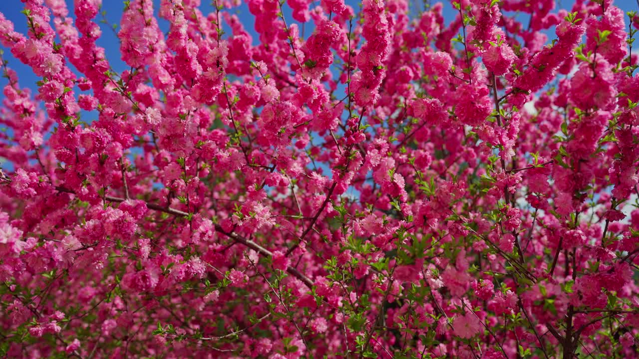 Pink Blossoms in Springtime