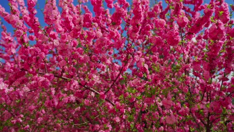 flores rosadas en la primavera
