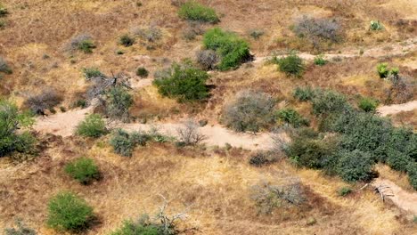 Aerial-flyover-McDowell-Mountain-Preserve-Sonoran-desert-where-a-wild-horse-and-her-foal-graze-on-dried-grasses-and-vegetation,-Scottsdale,-Arizona