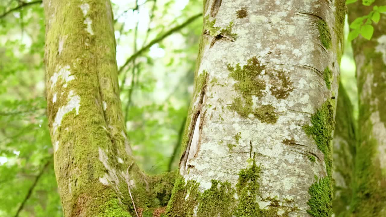 Detailed view of moss-covered tree bark with sunlight filtering through the forest canopy.