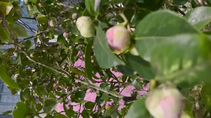 Alberi, bulbi, piante e fiori vivi che sbocciano in stagione, natura colorata.