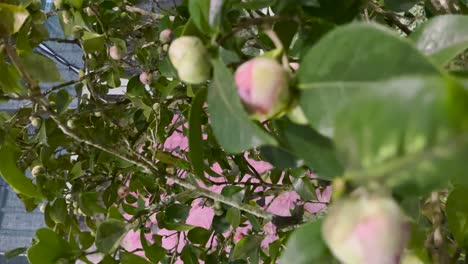 las flores de las plantas de los bulbos de los árboles las plantas vivas florecen en la temporada la naturaleza colorida las plantas las flores de la naturaleza