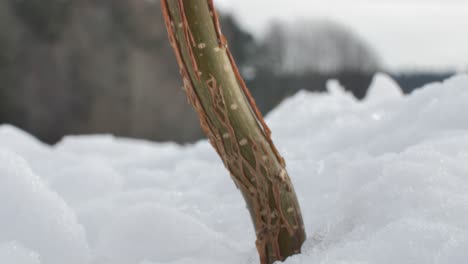 Branch-under-the-snow-cover